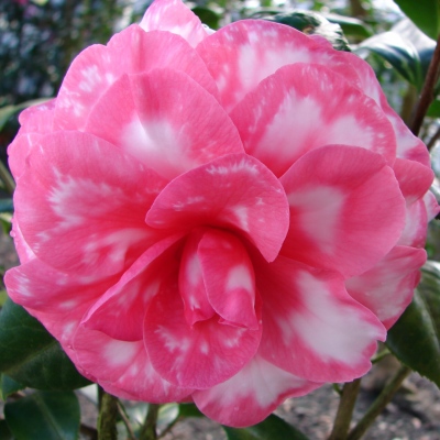 Brooksie's Rosea American Camellia Society